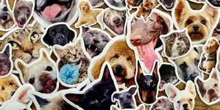 Custom Pet Stickers Custom Pet Stickers